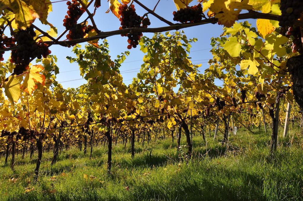 Ratsch an der Weinstraße Weingut Koegl Bed & Breakfast エクステリア 写真